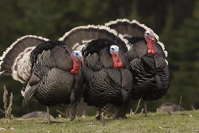 Turkey Wallpapers Desktop   Wallpapers Cave