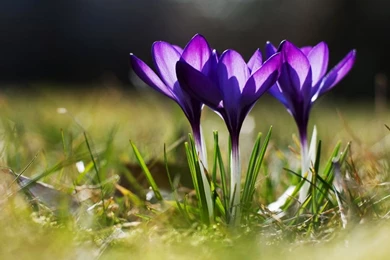 Spring Is Here…in My Yard Anyways – Free Computer Wallpapers ...