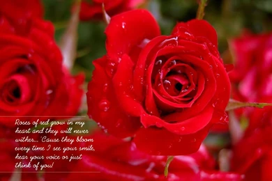 Love Pics Wallpapers   Wallpapers HD Fine