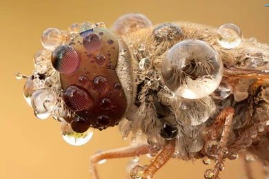 Bee Wallpapers   Animal Wallpapers