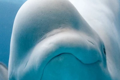 Galaxy S3 Wallpapers HD   Beautiful, Stunning Wallpapers