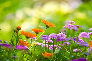 Galaxy Tab Wallpapers HD  Nature   Beautiful, Stunning Wallpapers