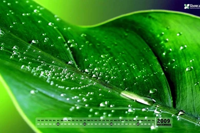 Mashababko: Wallpapers 800 X 800