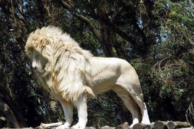 Lion Wallpapers HD Pictures