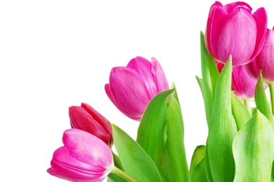 Pink Tulips Wallpapers   Wallpapers Cave