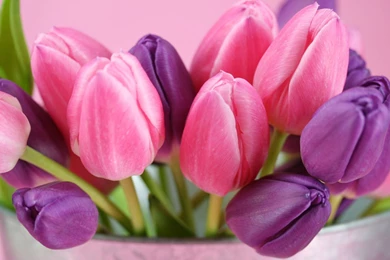 Pink Tulips HD Wallpaper2.jpg