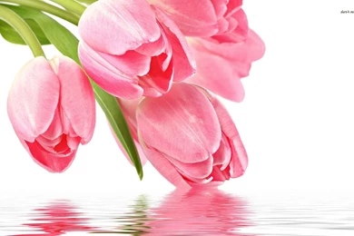 Pink Tulips Wallpapers   Flower Wallpapers