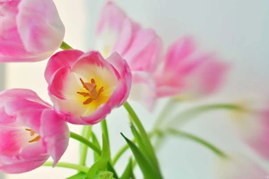 Pink Tulip Flowers Wallpapers Collection Of Beautiful Flowers
