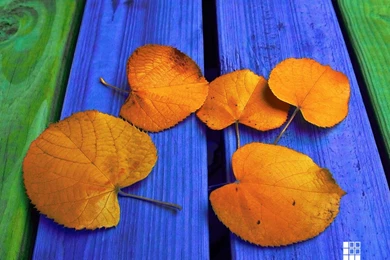 Professional Photography Wallpapers – Landscape, Macro, Nature ...