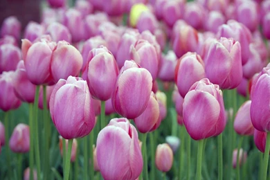 Tulip Wallpapers Hd Wallpapers Page 0