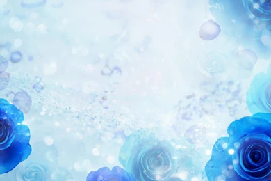 Blue Roses On A Blue Backgrounds Wallpapers And Images   Wallpapers ...