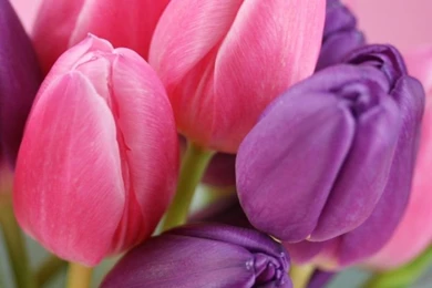 Pink And Purple Tulips HD Desktop Wallpapers : High Definition ...