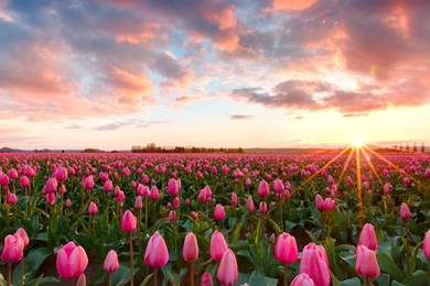 Pink Tulips Computer Wallpapers, Desktop Backgrounds