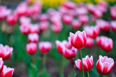 Tulip Colorful Flowers Images Download