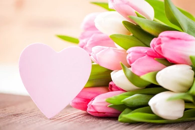 Pink Tulip Flowers Wallpapers Collection Of Beautiful Flowers