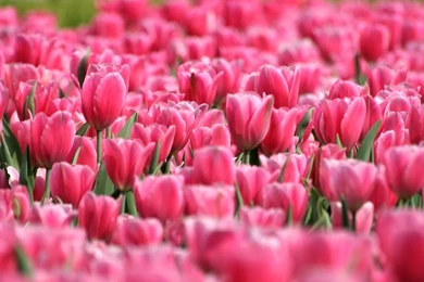 Pink Tulip Garden Widescreen Wallpapers