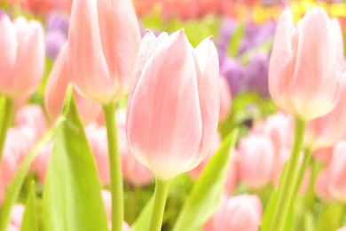 Pink Tulips