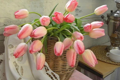 Pink Tulips Wallpapers   Flower Wallpapers