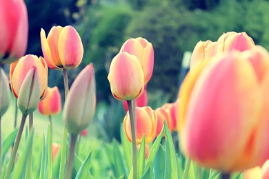 Field Of Pink Tulips   Wallpaper.