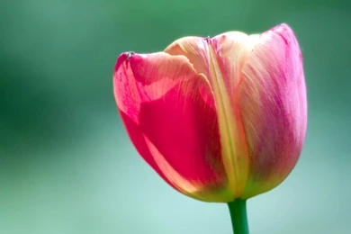 Tulip Flower Wallpapers   , New Wallpapers, New Wallpapers