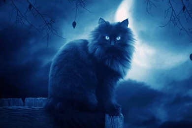 Cats Animals Deviantart Wallpapers   (