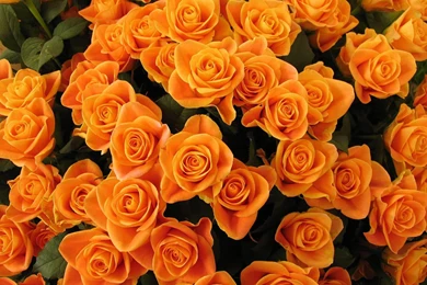 Orange Rose Petals Buds   (