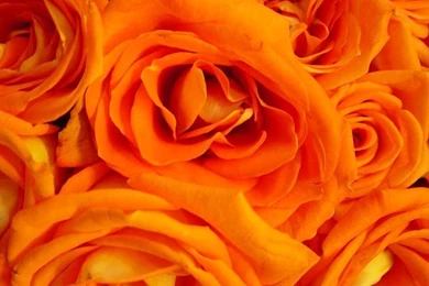 Orange Rose Pictures For Wallpapers