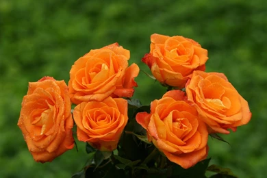 5419) Orange Rose Widescreen Desktop Wallpapers   WalOps.com