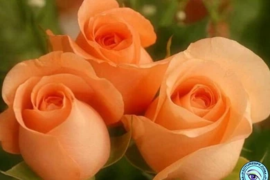 Orange Roses In HD Resolution 10238   Pacify Mind