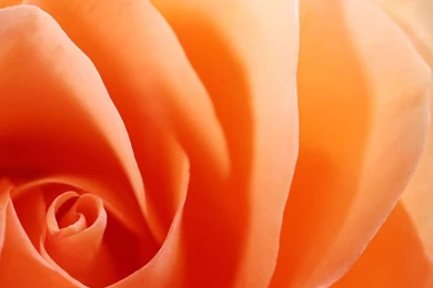 444) Flowers High Resolution Wallpapers   WalOps.com