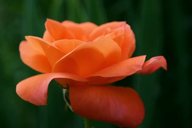 Orange Rose Flower Wallpapers 10488 1920x1440   UMad.com