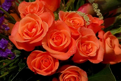 ORANGE ROSES WALLPAPER   (