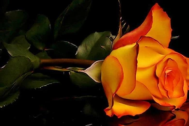 Pictures > Beautiful Orange Rose Flowers