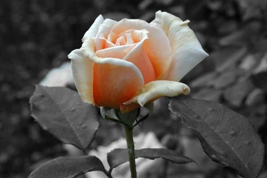 Wedding Flowers: 2011 06 26