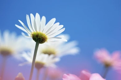 Pray With Your Petals Wallpapers   Christian Wallpapers And Backgrounds