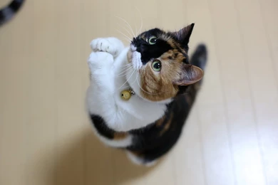 Cat Cats Prayer Humor Cute Funny Pray Wallpapers