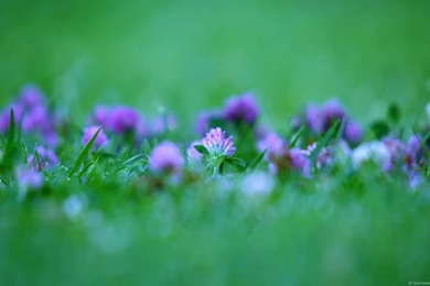 Wallpaper: Wallpapers Di Explorer