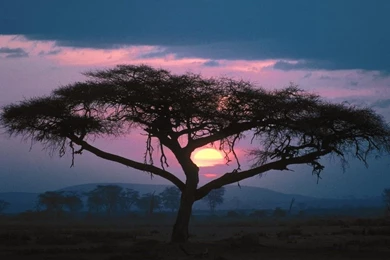 East African Sunset Scene Wallpapers Pics