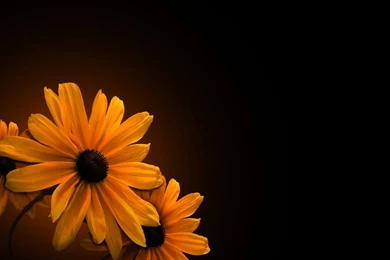 Widescreen HD Wallpapers Plants