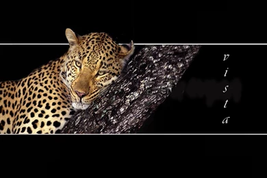 Desktop Wallpaper, Panther For Vista