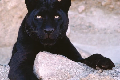 Black Cheetah Hd Wallpapers Black Panthers Black Panthers 31170188 ...