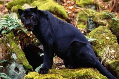 YouWall   Black Panther Wallpapers   Wallpaper,wallpapers,free ...