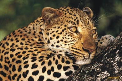 YouWall   Panther Wallpapers   Wallpaper,wallpapers,free Wallpapers ...