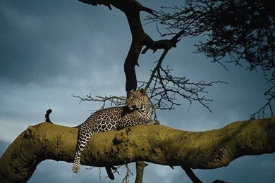 Panther_on_a_tree_wallpaper 1024x768.jpg