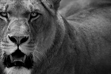 Powerful >> HD Wallpaper, Get It Now!