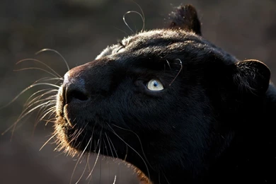 Black Panther On A Tree Branch Wallpapers 30094