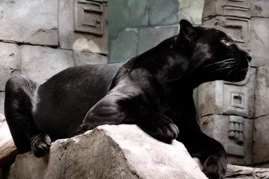 Black Panther Pack 4 Wallpapers   Android Apps And Tests   AndroidPIT