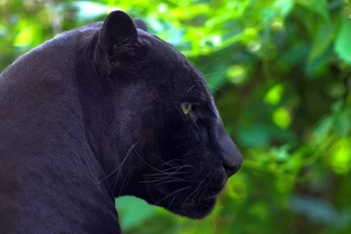 Black Panther Wallpapers Animal Wallpapers