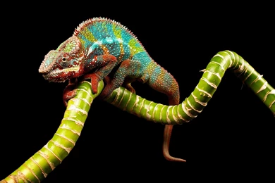 Gallery For   Panther Chameleon Wallpapers