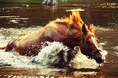 Horse Wallpapers   POWERFUL BEAUTY Wallpapers   HD Wallpapers 95808